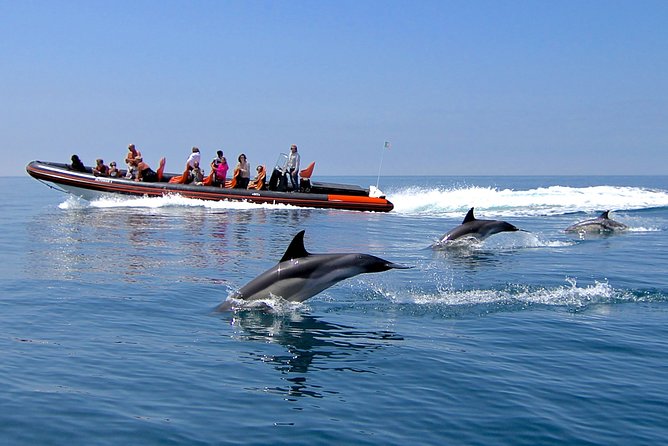 The Ethical Way to See Dolphins 