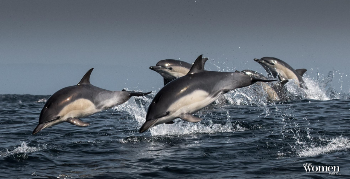 How Paying for a Dolphin Smile Fuels a Sad Industry