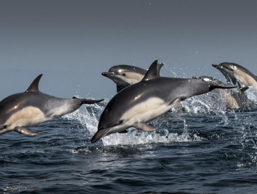 How Paying for a Dolphin Smile Fuels a Sad Industry