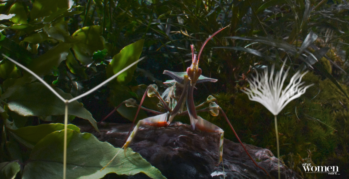 "Dandelion's Odyssey": A Beautiful Depiction of The Cycle of Life