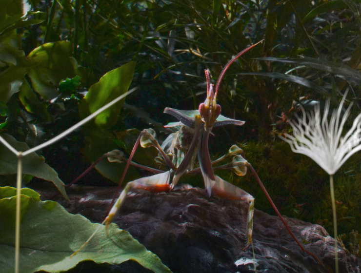 "Dandelion's Odyssey": A Beautiful Depiction of The Cycle of Life