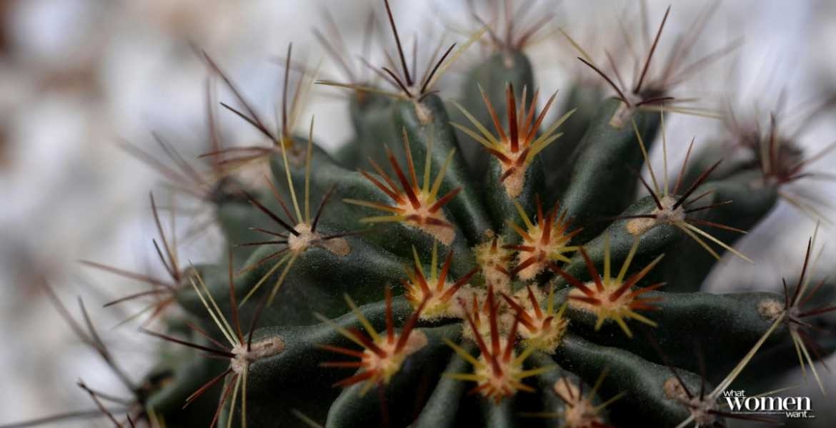 Thorns and Cactus: How Mazg Curates Stories of Adaptation