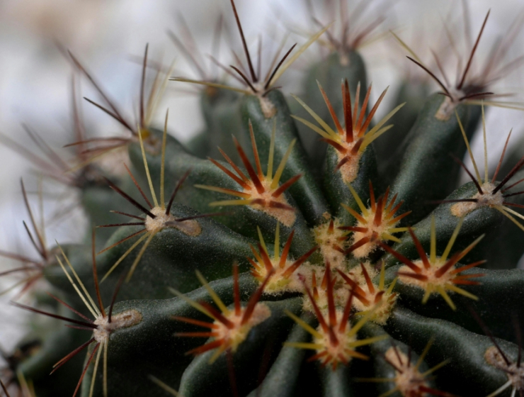 Thorns and Cactus: How Mazg Curates Stories of Adaptation
